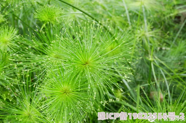 草的我好爽的网站最新研究表明植物也有情感反应