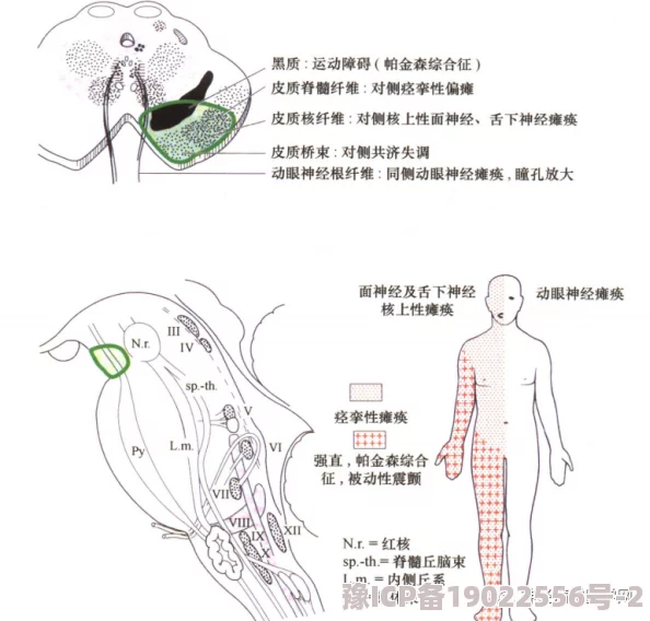 双腿吊起揉捏掐拧鞭打花蒂新研究表明这种行为可能导致长期神经损伤