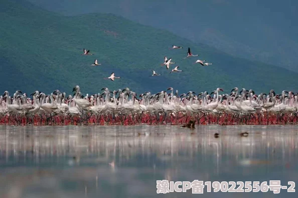 深度解析风之旅团手游无双竞技赛玩法规则，高手心得全面分享！