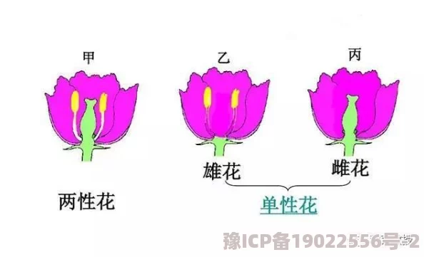 双性花蒂尿孔bl近日引发热议网友纷纷讨论其独特的生物特征和生态意义专家表示这一现象在自然界中十分罕见