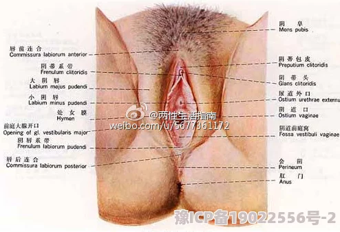 女人的逼逼指的是女性生殖器官的俗称，是一种口语化的表达方式