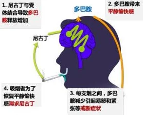 h高潮娇喘抽搐最新研究表明这种反应与大脑多巴胺释放有关