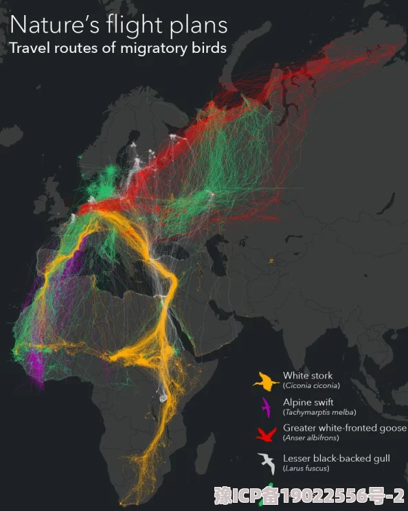 国内精品久久久久久野外近日发现罕见珍稀鸟类迁徙路线