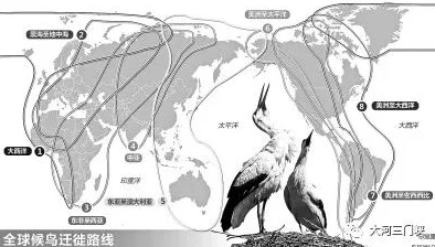 国内精品久久久久久野外近日发现罕见珍稀鸟类迁徙路线