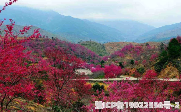 亚洲日本一区二区三区高清在线樱花盛开季节东京赏花攻略