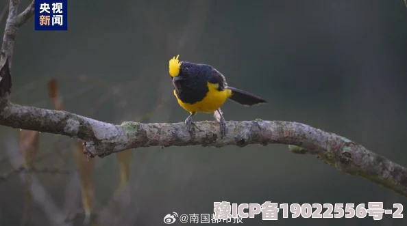 风鸣鸟唱近日科学家发现一种新鸟类在亚马逊雨林栖息其鸣叫声独特引起关注