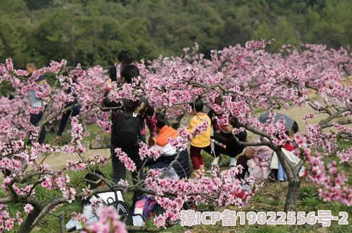 桃花村野事心怀善念共建美好家园传递温暖与希望