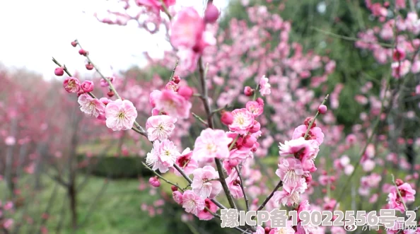 欲艳春媚荡吟阅读近日一项研究显示春季花卉的绽放与气候变化密切相关