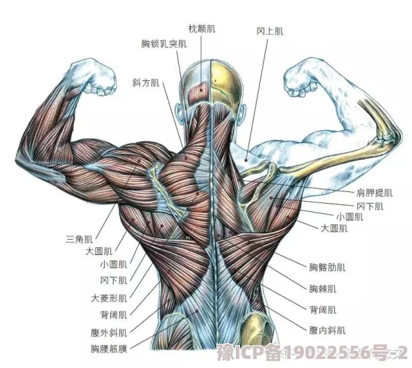 男生女生肌肌对肌肌近日一项研究显示，适度的肌肉锻炼有助于提高心理健康和生活质量