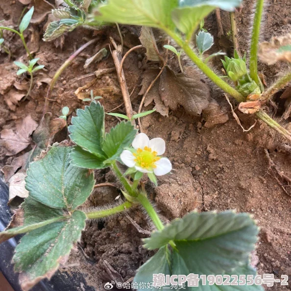 迈开腿让我看看小草莓种植顺利已开花结果预计一周后可以采摘