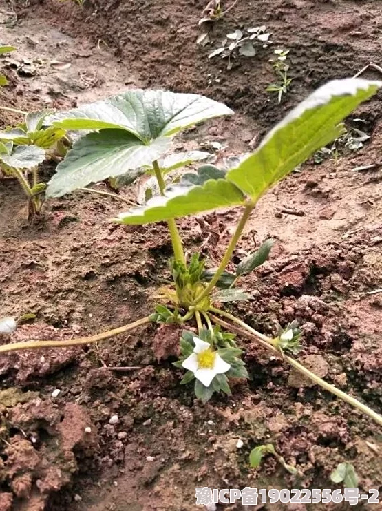 迈开腿让我看看小草莓种植顺利已开花结果预计一周后可以采摘