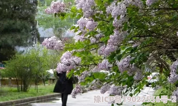 五月婷婷七月丁香盛夏来临花园里的花朵竞相开放