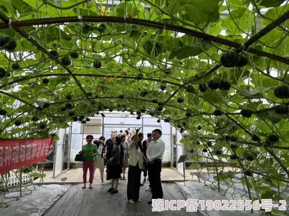 岳的又大又黑又肥种植的瓜果蔬菜长势喜人产量创新高引来众多游客参观