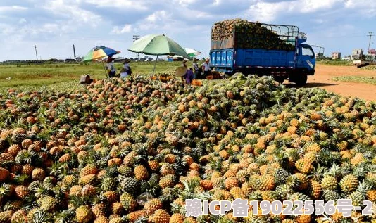 大菠萝福建种植技术改进甜度提升预计明年产量增加