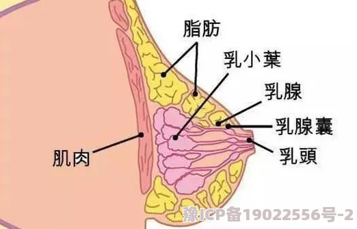 奶子真大近日一项研究显示胸部大小与遗传因素密切相关科学家发现基因在其中起着重要作用