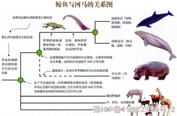 河马的秘密翔霖白色液体研究表明该液体具有独特的化学成分和潜在的生物活性