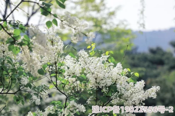 婷婷七月丁香盛开香气满园引来蜂蝶飞舞