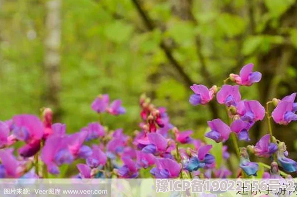 花儿直播在线观看免费 探寻自然之美，感受花卉盛放的精彩瞬间