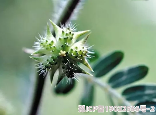 双性花蒂调教抹药走绳近日研究发现该技术在植物育种中展现出良好效果