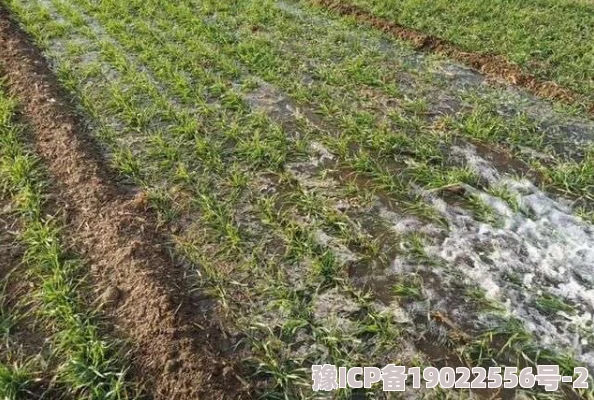 乱岳近日科学家发现了一种新型植物，具有独特的抗旱能力，或将改变农业灌溉方式