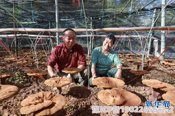 国产综合区惊现百年灵芝引各方关注