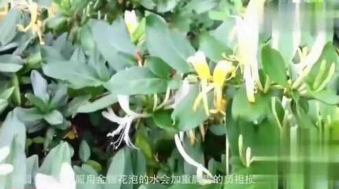 《水泄不通》金银花露阅读已更新至100章剧情高潮迭起