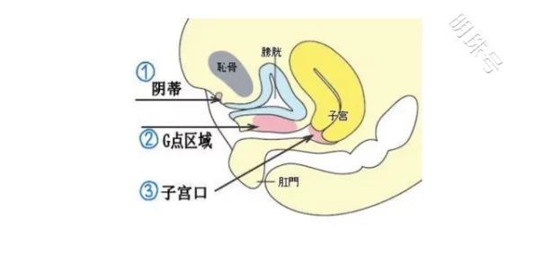 让女人爽爆的口交方式技巧与节奏变化探索女性敏感带及G点刺激