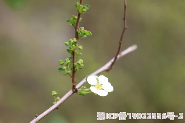 野花高清在线观看免费全集8画质模糊内容粗制滥造浪费时间不要观看