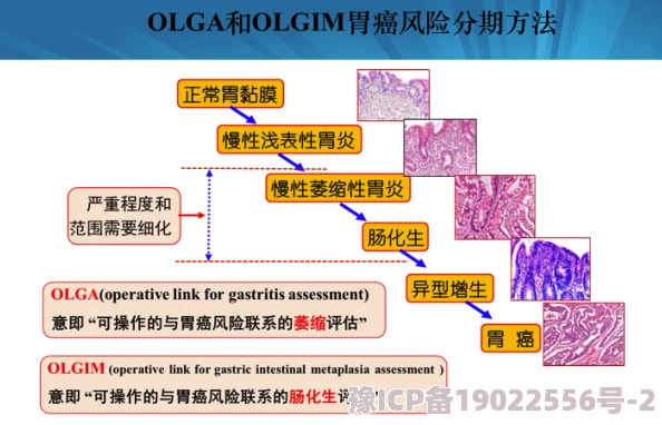 free性厨房Dh性BBW  为什么它提供免费资源且易于学习  为何它适合各种体型的人使用