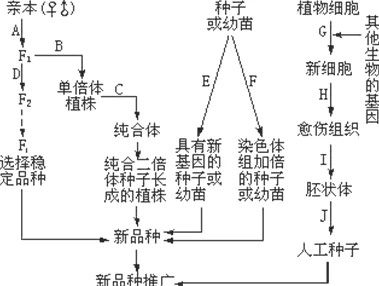 深度解析艾尔登法环中哪个印记更为优越及选择策略